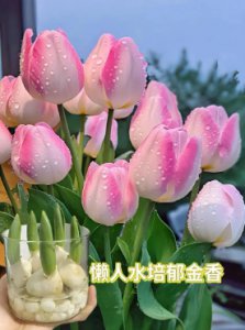 郁金香寓意和象征是什么？适合送什么人？