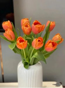 郁金香没开花有毒吗？可以在室内养吗？
