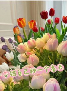 郁金香象征了什么？ 郁金香的象征意义是什么？