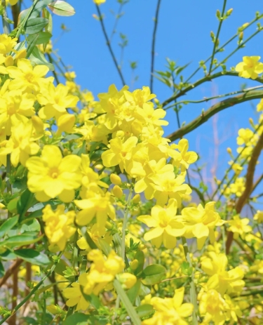 迎春花的精神品质是什么