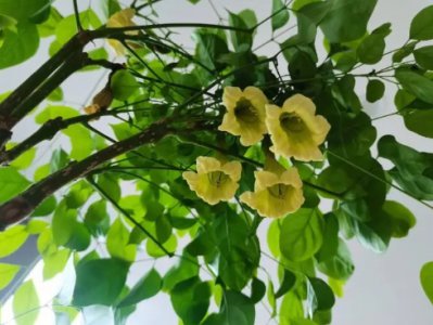 幸福树开花寓意着什么？有哪些征兆？