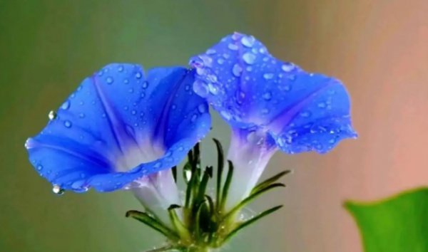 夕颜花的花语和寓意是什么