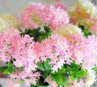 夕雾花的花语和寓意是什么？一般送给谁的合适？
