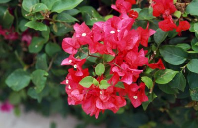 植物开花的时间与什么有关？怎么施肥才旺盛？