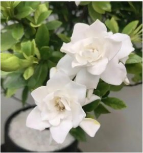 栀子花花期多长时间？一年可以开几次？
