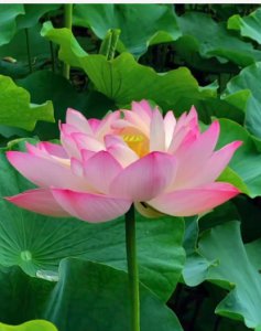 荷花的花语及寓意是什么？适合送给哪些人？