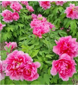 河南省花是什么花朵？有哪些象征意义？