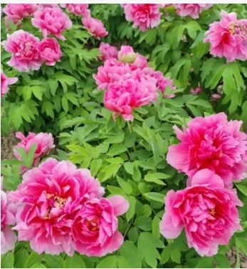 河南省花是什么花朵