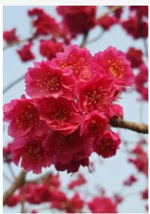 寒绯樱的花语是什么？适合送给哪些人？