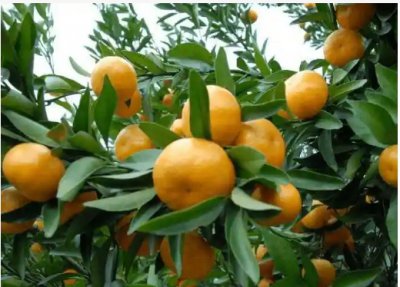 橘子树怎么修剪才能开花结果？具体方法是什么？
