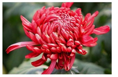菊花的寓意和花语是什么？代表哪些含义？