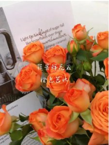 橙玫瑰花语是什么？代表哪些意义？
