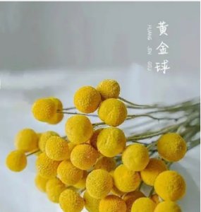 黄金球花语是什么意思？寓意有哪些？