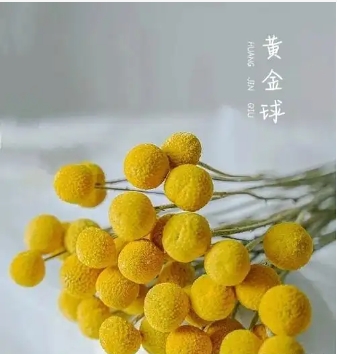 黄金球花语是什么意思