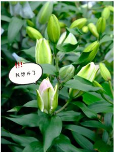 百合花开完花还能继续养吗？第二年还会开吗？