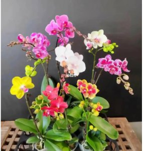 蝴蝶兰喜阴还是喜阳的植物？要怎么养？