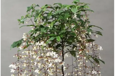 垂丝茉莉为何花期延迟？ 垂丝茉莉为什么迟迟不开花？