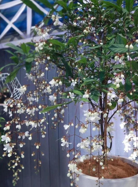 垂丝茉莉为什么迟迟不开花？
