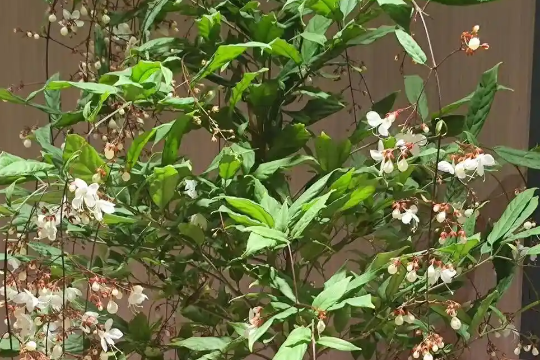 垂丝茉莉为什么迟迟不开花？