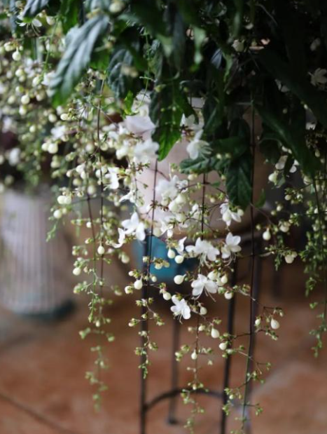 垂丝茉莉为什么迟迟不开花？