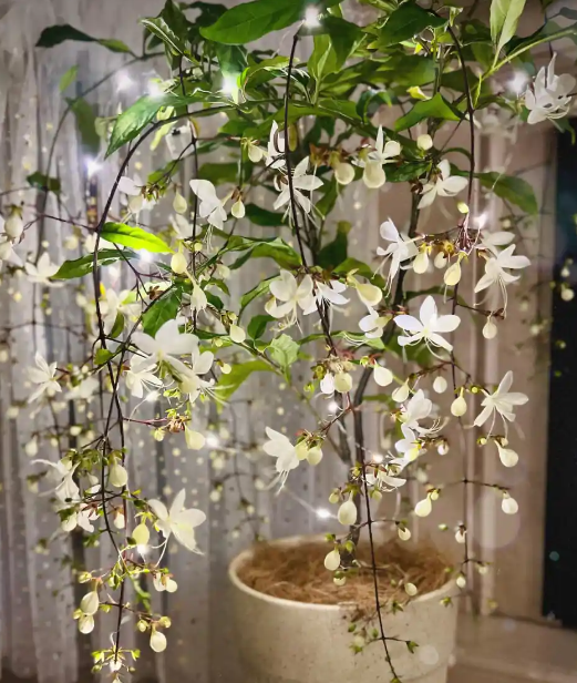 垂丝茉莉为什么迟迟不开花？