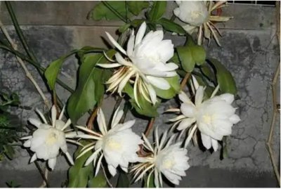 昙花不开花是什么原因造成的？需要用哪些肥料？