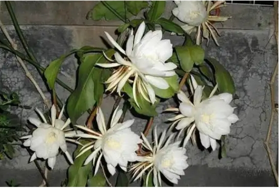 昙花不开花是什么原因造成的