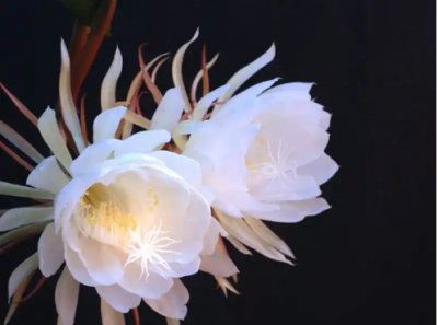 昙花比喻人的什么品质和精神？可以比作哪些人？