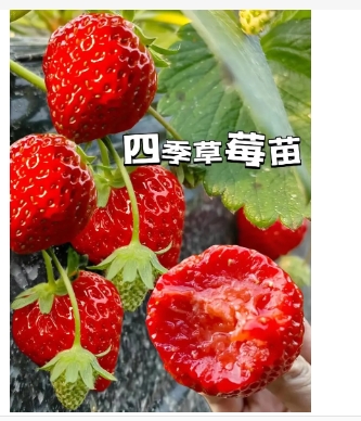 四季草莓苗一年四季都结果吗