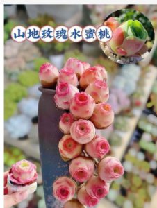 山地玫瑰多肉好养活吗？注意事项有哪些？