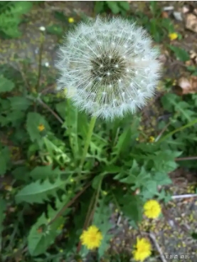蒲公英几点开花时间