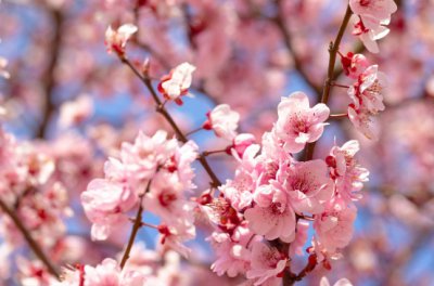 梅花什么季节开放？一般在哪个季节开？