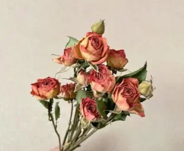 玫瑰怎么做成干花保持颜色不变？注意事项有哪些？