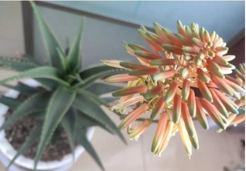 芦荟开花是吉是凶的预示