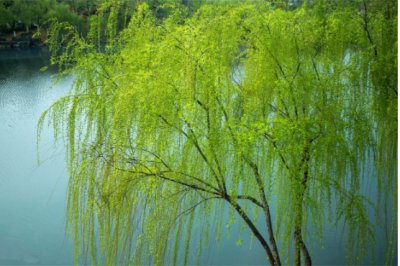 柳树的寓意和象征是什么？风水上有哪些说法？