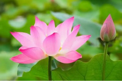 莲花几月开花最灿烂？一般在一天的几点开始？