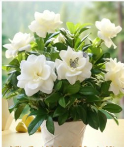 桅子花的花语和寓意是什么？适合送给哪些人？