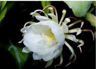 昙花为什么不能送人？是不吉利的吗？