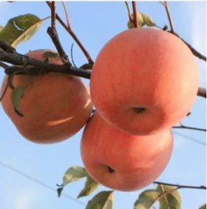 苹果是什么季节成熟的水果？几月份最好吃？