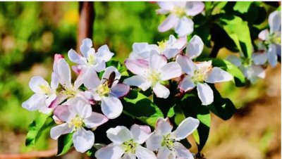 苹果什么时候开花结果？一般在哪个季节可以采摘？