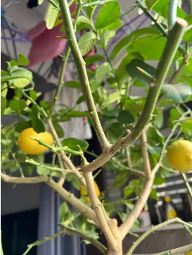 柠檬树叶子掉光了还能活吗