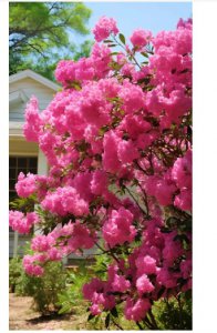 紫薇花什么季节开花？家里种紫薇花吉利吗？