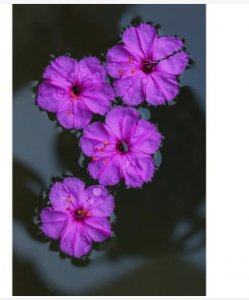 紫茉莉几点开花几点闭合？具体时间表是什么？