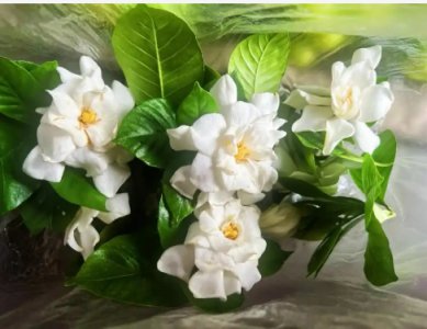 栀子花叶干枯像烧焦了一样是什么原因？怎么补救？