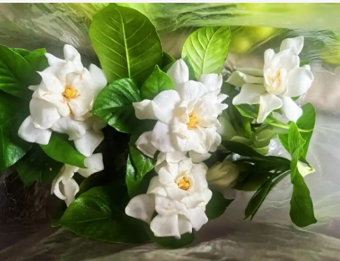 栀子花叶干枯像烧焦了一样是什么原因