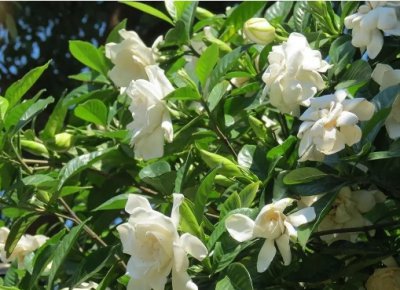 栀子花开花多久凋谢一次？花期是多久？