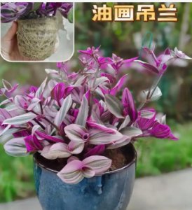 玉米是双子叶还是单子叶植物的植物？