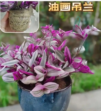玉米是双子叶还是单子叶植物的植物