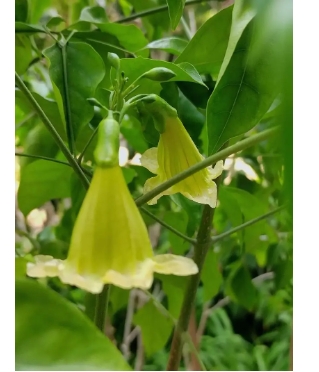 幸福树开花是什么兆头