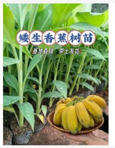 香蕉树是一年一种吗？树苗是怎么培育的？